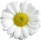 flower_1_3 1